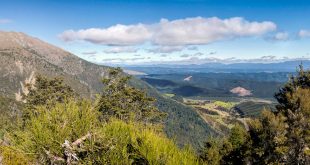 Mount Richmond Forest Park, Nelson, Marlborough and Tasman Regions, New Zealand