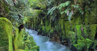 Whirinaki Forest Park, Bay of Plenty Region, New Zealand