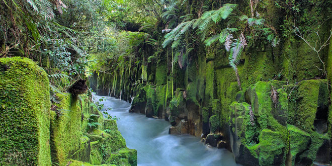 Whirinaki Forest Park, Bay of Plenty Region, New Zealand