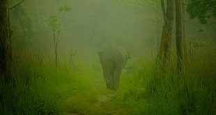 Manas National Park, Assam, India
