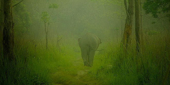Manas National Park, Assam, India