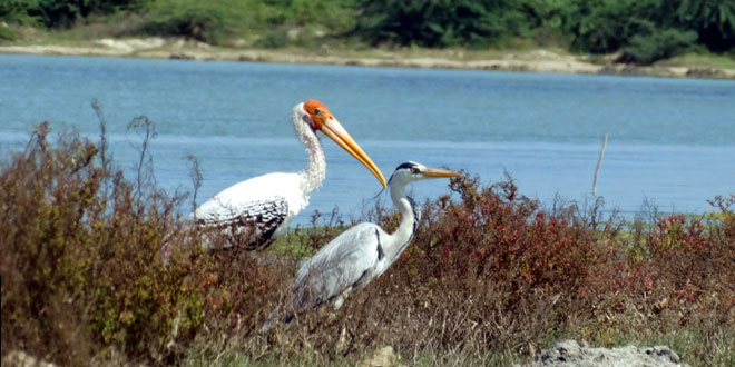 Pulicat Lake Bird Sanctuary, Andhra Pradesh, India