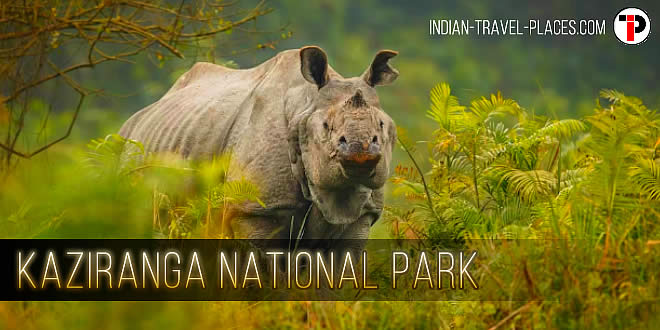 Kaziranga National Park | Kaziranga Wildlife Sanctuary, Assam, India